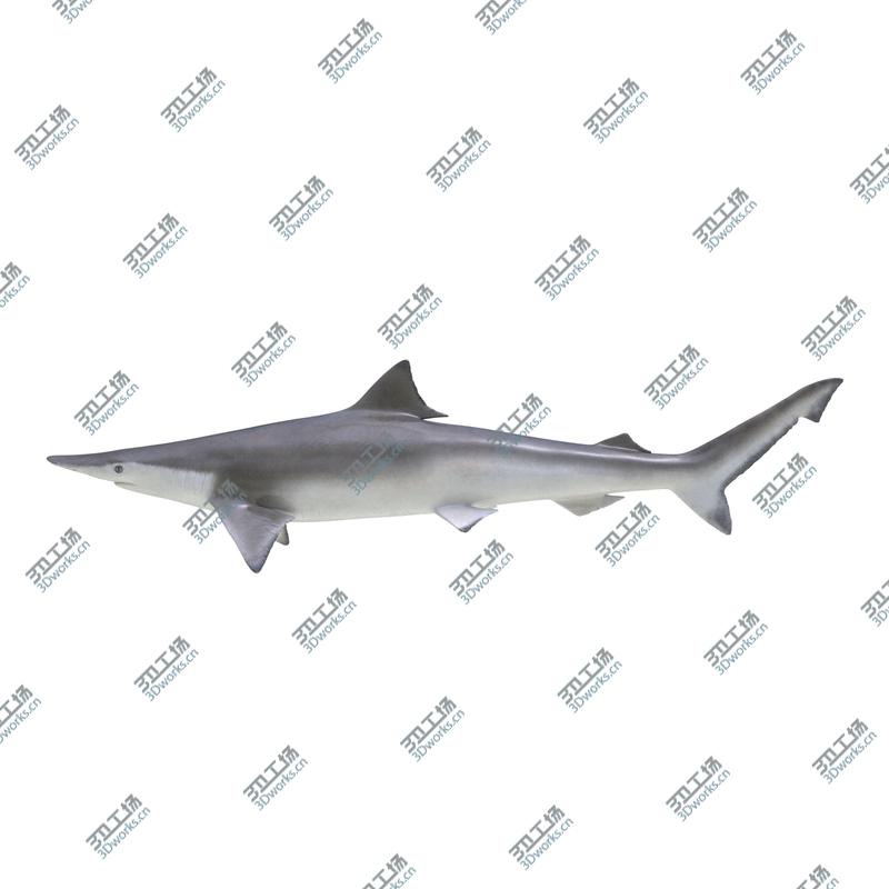 images/goods_img/20210313/Sharks Collection 10/4.jpg
